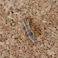 Unidentified Moth (Lepidoptera) at Moruya, NSW - 19 Jul 2023 by LisaH