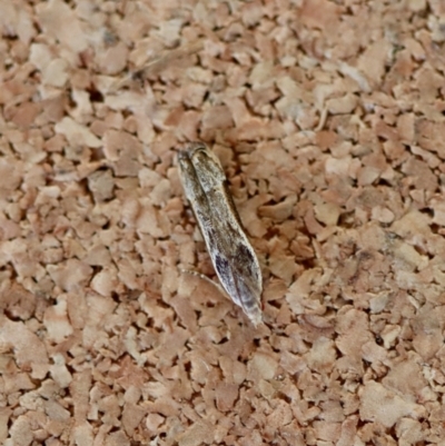 Symbolistis orophota (Gelechiidae (Dichomeridinae) at Moruya, NSW - 19 Jul 2023 by LisaH
