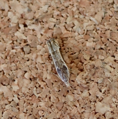 Unidentified Moth (Lepidoptera) at Moruya, NSW - 19 Jul 2023 by LisaH