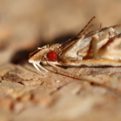 Symbolistis orophota at Moruya, NSW - suppressed
