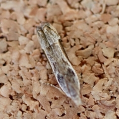 Symbolistis orophota at Moruya, NSW - suppressed