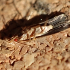 Symbolistis orophota at Moruya, NSW - suppressed