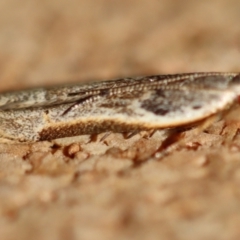 Symbolistis orophota at Moruya, NSW - suppressed