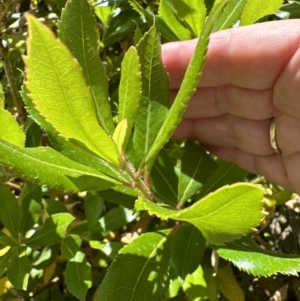 Arbutus unedo at Aranda, ACT - 19 Jul 2023