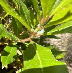 Arbutus unedo at Aranda, ACT - 19 Jul 2023 09:59 PM