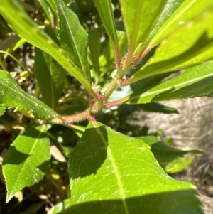 Arbutus unedo at Aranda, ACT - 19 Jul 2023