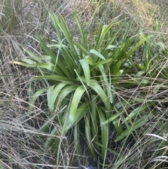 Agapanthus praecox subsp. orientalis (Agapanthus) at Belconnen, ACT - 19 Jul 2023 by lbradley