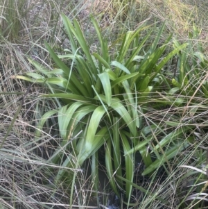 Agapanthus praecox subsp. orientalis at Belconnen, ACT - 19 Jul 2023