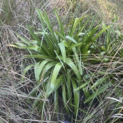 Agapanthus praecox subsp. orientalis (Agapanthus) at Aranda, ACT - 19 Jul 2023 by lbradley