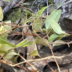 Viburnum tinus (Laurustinus) at Aranda, ACT - 19 Jul 2023 by lbradley