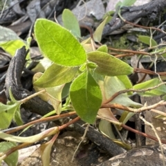 Viburnum tinus at Aranda, ACT - 19 Jul 2023