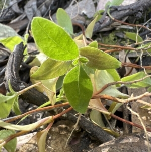 Viburnum tinus at Aranda, ACT - 19 Jul 2023 10:13 PM