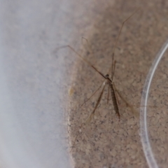 Unidentified Crane fly, midge, mosquito or gnat (several families) at Broulee Moruya Nature Observation Area - 19 Jul 2023 by LisaH