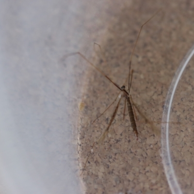 Unidentified Crane fly, midge, mosquito or gnat (several families) at Moruya, NSW - 19 Jul 2023 by LisaH