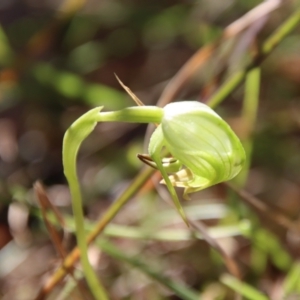 Pterostylis nutans at Moruya, NSW - suppressed