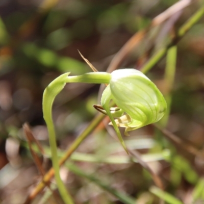 Pterostylis nutans (Nodding Greenhood) at Moruya, NSW - 19 Jul 2023 by LisaH