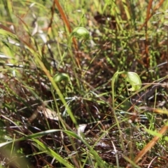 Pterostylis nutans at Moruya, NSW - suppressed