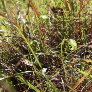 Pterostylis nutans at Moruya, NSW - suppressed