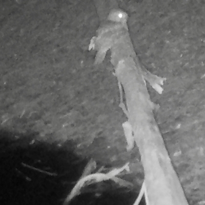 Podargus strigoides (Tawny Frogmouth) at Moruya, NSW - 14 Jul 2023 by LisaH