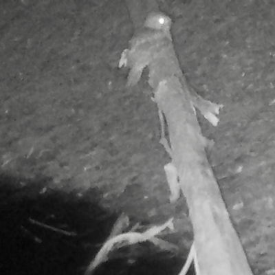 Podargus strigoides (Tawny Frogmouth) at Broulee Moruya Nature Observation Area - 14 Jul 2023 by LisaH