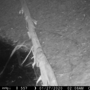 Podargus strigoides at Moruya, NSW - suppressed