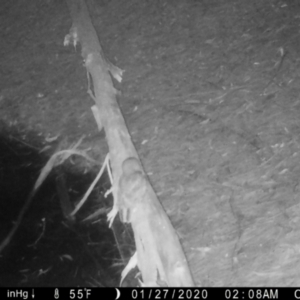 Podargus strigoides at Moruya, NSW - 15 Jul 2023