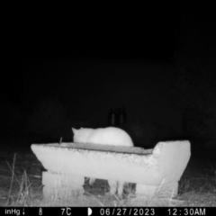 Felis catus (Feral Cat) at Moruya, NSW - 27 Jun 2023 by LisaH