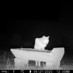 Felis catus at Moruya, NSW - 27 Jun 2023