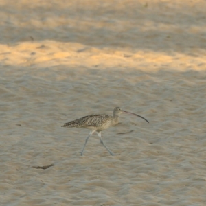 Numenius madagascariensis at Merimbula, NSW - 18 Jul 2023