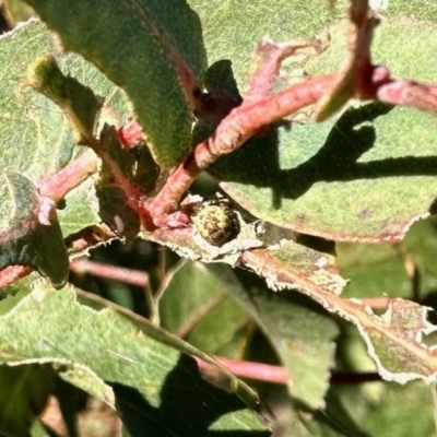 Araneinae (subfamily) (Orb weaver) at Aranda, ACT - 19 Jul 2023 by KMcCue