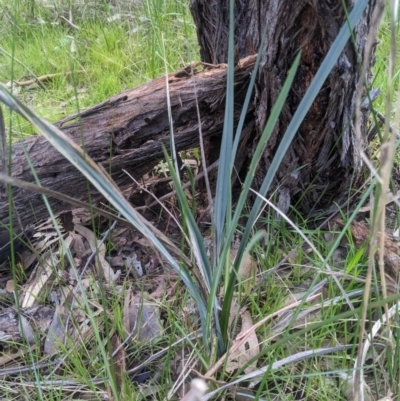 Dianella sp. (Flax Lily) at Monument Hill and Roper Street Corridor - 18 Jul 2023 by ChrisAllen