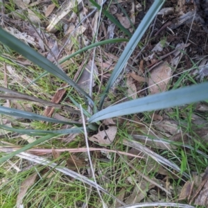 Dianella sp. at Albury, NSW - 18 Jul 2023 03:46 PM