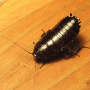 Platyzosteria melanaria at Conder, ACT - 7 Jan 2023