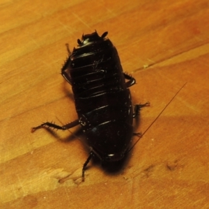 Platyzosteria melanaria at Conder, ACT - 7 Jan 2023