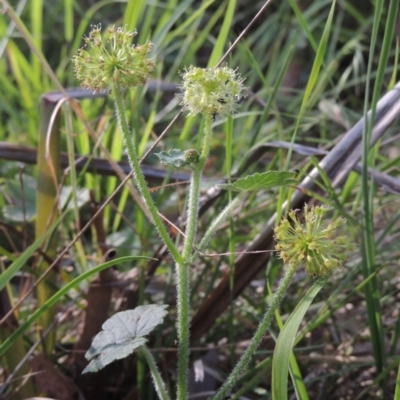 Hydrocotyle laxiflora (Stinking Pennywort) at Bowning, NSW - 11 Dec 2022 by MichaelBedingfield