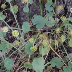 Hydrocotyle laxiflora at Bowning, NSW - 11 Dec 2022