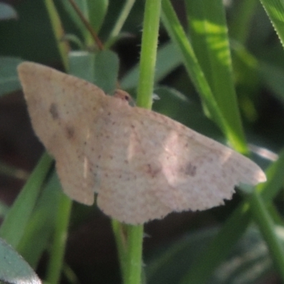 Epicyme rubropunctaria (Red-spotted Delicate) at Bowning, NSW - 11 Dec 2022 by michaelb