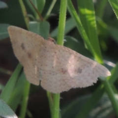 Epicyme rubropunctaria (Red-spotted Delicate) at Bowning, NSW - 11 Dec 2022 by michaelb