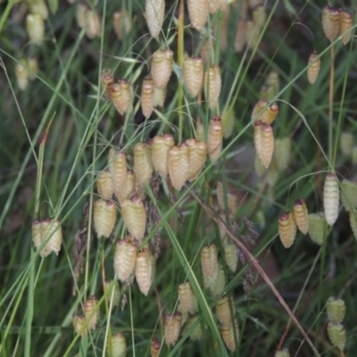 Briza maxima (Quaking Grass, Blowfly Grass) at Bowning, NSW - 11 Dec 2022 by michaelb