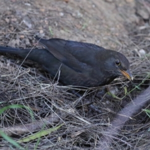 Turdus merula at Fyshwick, ACT - 19 Jul 2023 01:23 PM