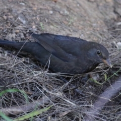 Turdus merula at Fyshwick, ACT - 19 Jul 2023