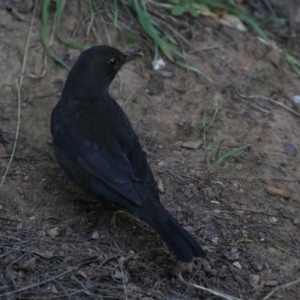 Turdus merula at Fyshwick, ACT - 19 Jul 2023