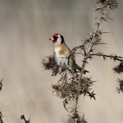 Carduelis carduelis (European Goldfinch) at Fyshwick, ACT - 19 Jul 2023 by RodDeb