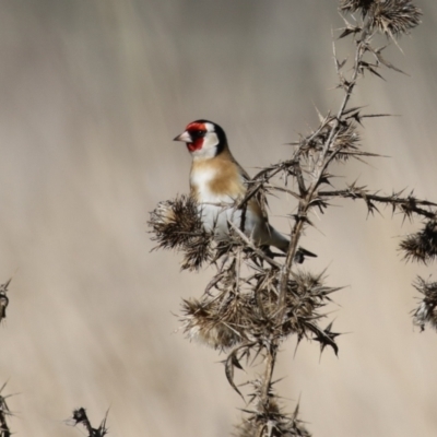 Carduelis carduelis (European Goldfinch) at Jerrabomberra Wetlands - 19 Jul 2023 by RodDeb