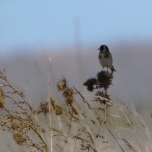 Carduelis carduelis at Fyshwick, ACT - 19 Jul 2023 12:55 PM