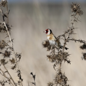 Carduelis carduelis at Fyshwick, ACT - 19 Jul 2023