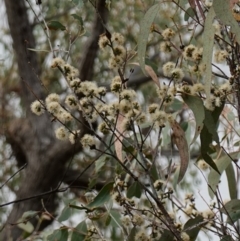 Eucalyptus nortonii (Large-flowered Bundy) at Stromlo, ACT - 2 Apr 2023 by RobG1