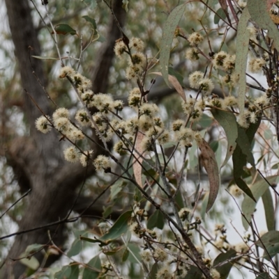 Eucalyptus nortonii (Mealy Bundy) at Stromlo, ACT - 2 Apr 2023 by RobG1