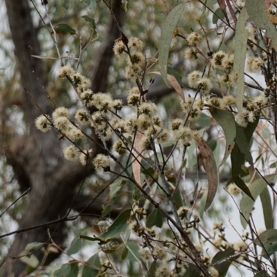 Eucalyptus nortonii (Mealy Bundy) at Block 402 - 2 Apr 2023 by RobG1