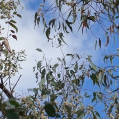 Eucalyptus nortonii at Stromlo, ACT - 2 Apr 2023